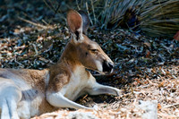Kangaroo