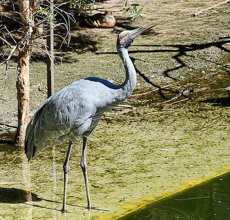Brolga