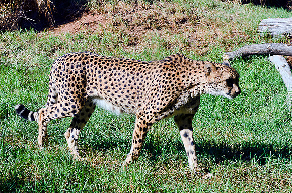Cheetah
