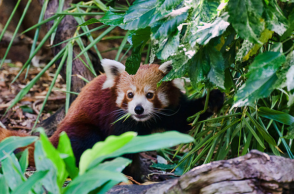 Red Panda