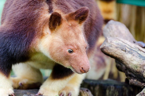 Tree Kangaroo