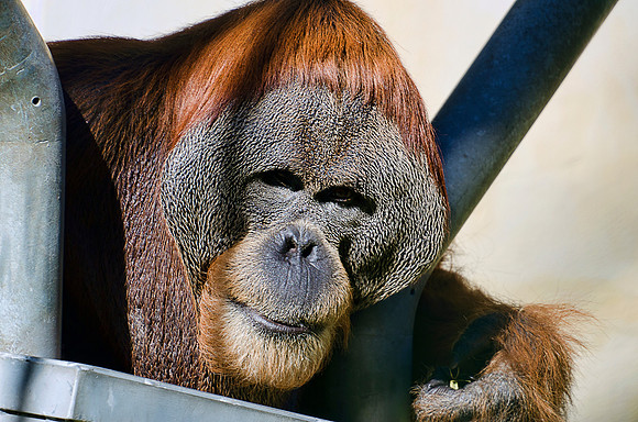 Orang Utan