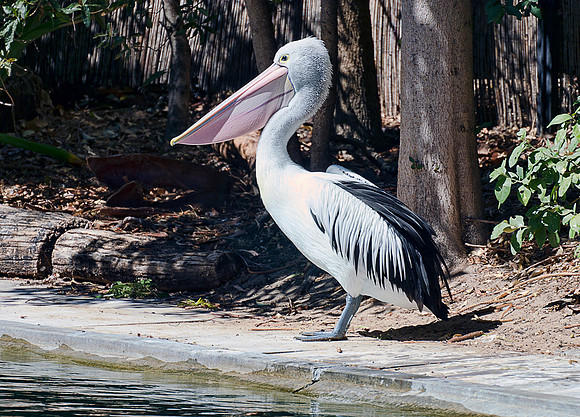 Pelican