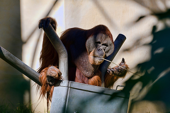 Orang Utan