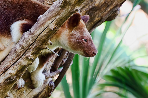 Tree Kangaroo