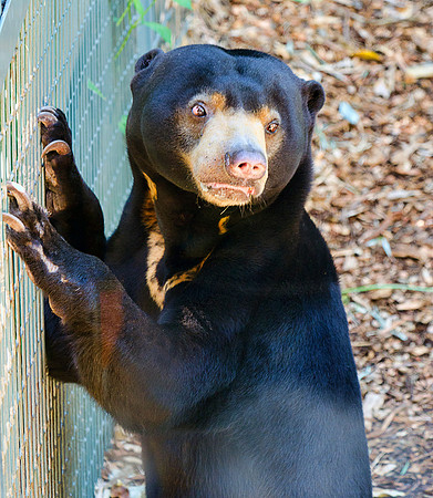 Sun Bear