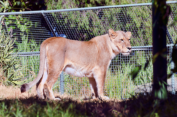 Lioness