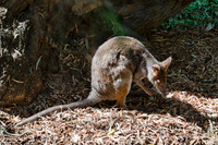 Wallaby
