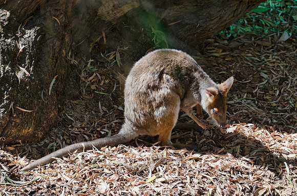 Wallaby