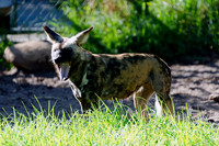 Painted Dog