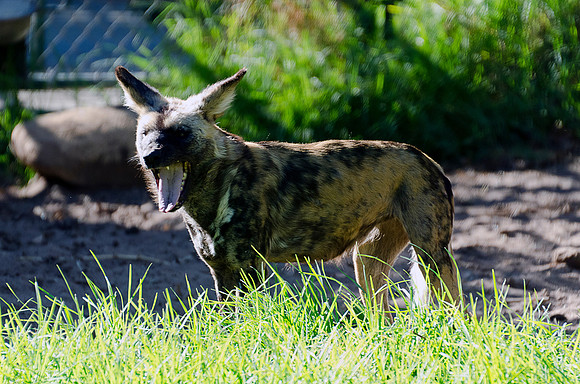 Painted Dog