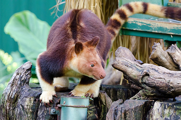 Tree Kangaroo