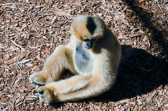 Gibbon