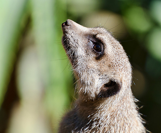 Meerkat