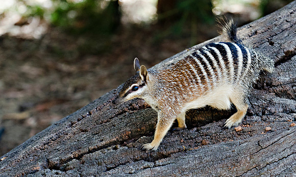 Numbat