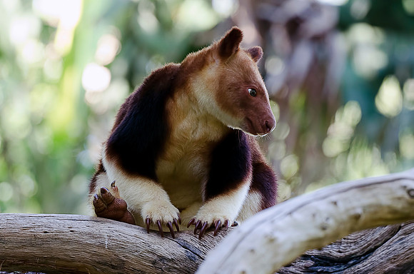 Tree Kangaroo