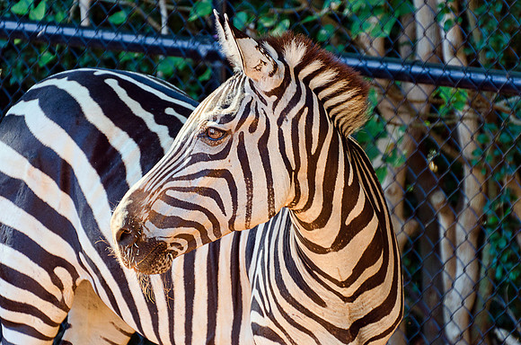 Zebra