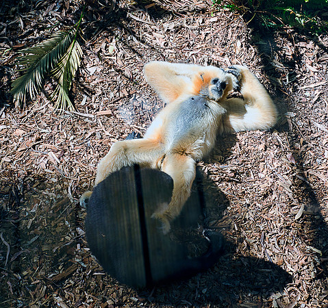 Gibbon