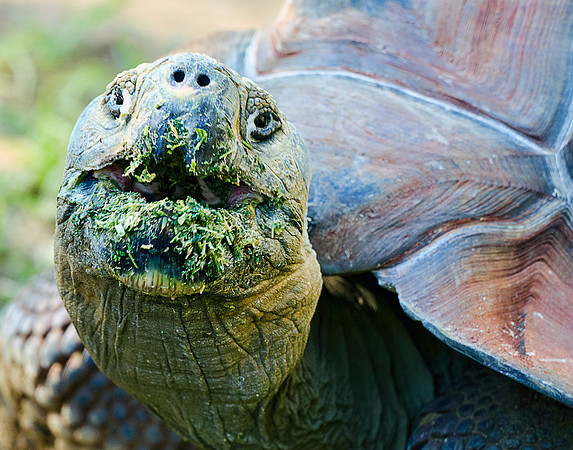 Galapagos Tortoise