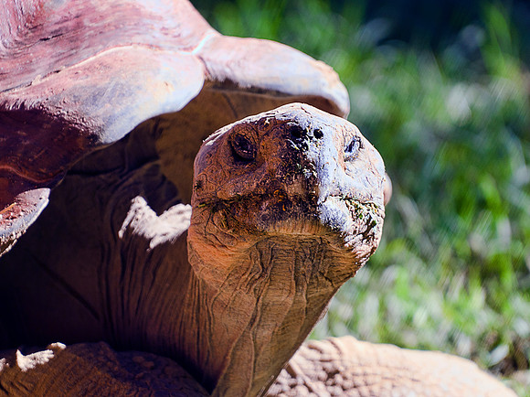 Galapagos Tortoise