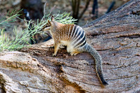 Numbat