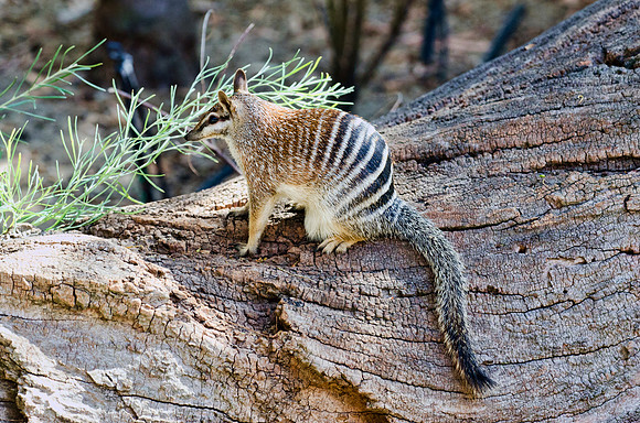 Numbat