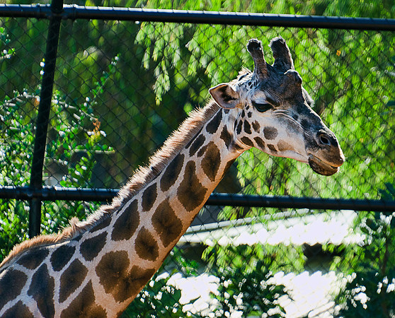 Giraffe