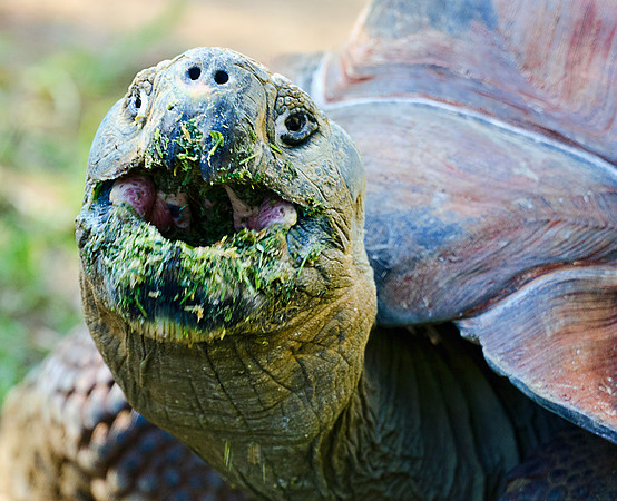 Galapagos Tortoise
