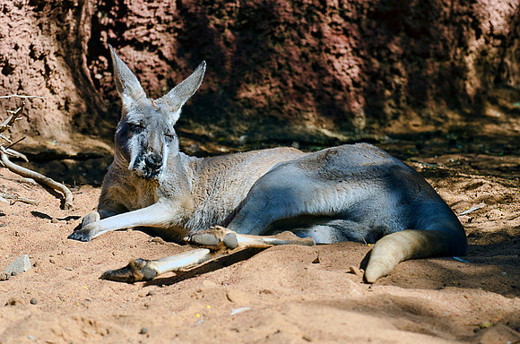 Kangaroo