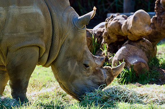 Rhinoceros