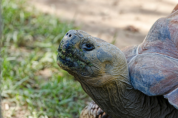 Galapagos Tortoise