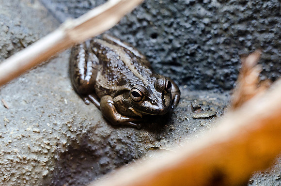 Motorbike Frog