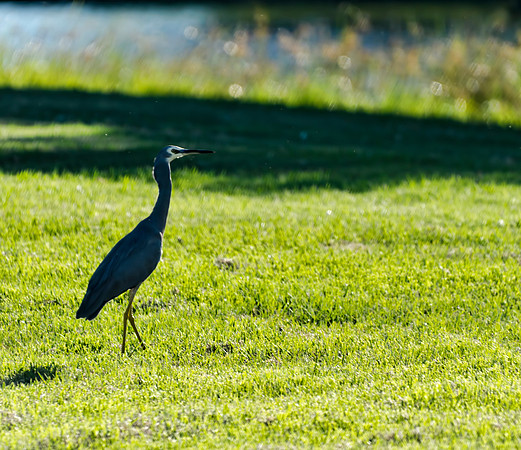 White-face Heron