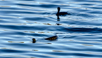 Tiger Snake
