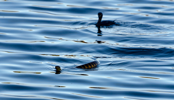 Tiger Snake