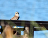 Australian Hobby