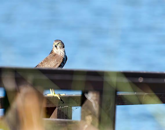 Australian Hobby