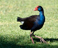Purple Swamp Hen