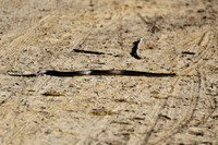 Dugite
