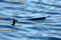 Tiger Snake
