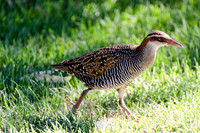 Buff-Banded Rail