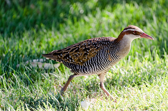 Buff-Banded Rail