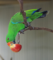 Perth zoo.