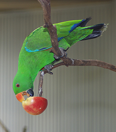 Perth zoo.
