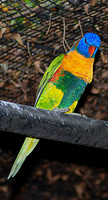 Perth zoo.