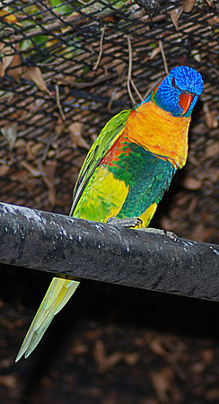 Perth zoo.