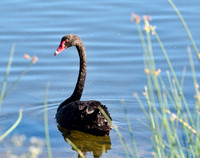 Black Swan