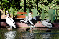 Pelicans