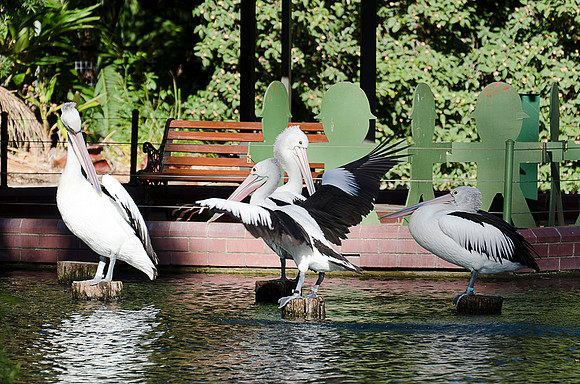 Pelicans