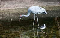 Brolga